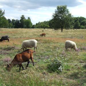 Weideprojekt Heide von Waldacker