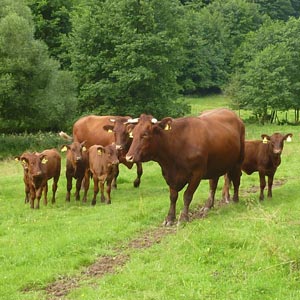 Weideprojekt Bachtäler im Kaufunger Wald bei Kleinalmerode - Beweidung mit Rotem Höhenvieh