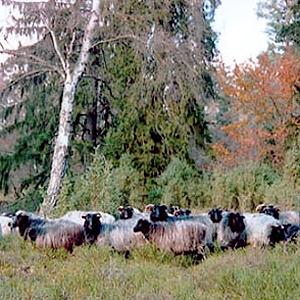 Weideprojekt Schnuckenprojekt am Edersee