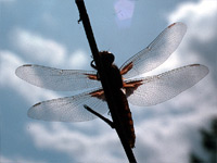 Plattbauchlibelle