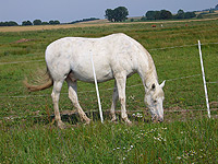 Pferd