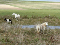 Pferd